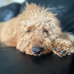 Theodore Gifford - @teddy_gifford - Instagram