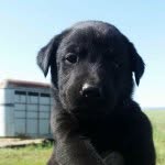 Lynus Theodore Gordon - @lynusthelab - Instagram