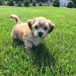 Theodore Graham - @teddygraham61515 - Instagram