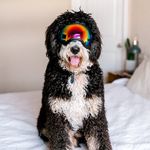 Theodore Graham - @teddy_berniedude - Instagram