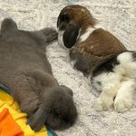 Theodore Graham and Hazel - @teddyandhazel.the.lop.buns - Instagram