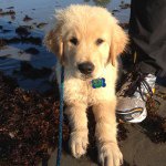 Theodore Graham Bear (Teddy) - @teddy_goldroxgoldens - Instagram