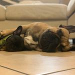 Theodore Graham Lorelai Roary - @teddy_and_roary - Instagram