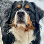 Theodore “Theo” Hackett - @theodorebernese2021 - Instagram