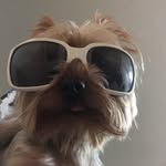 I’m handsome and chuddy🐶 - @theodore.handsome2018 - Instagram