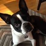 Teddy - @theodore_the_handsome_dog - Instagram