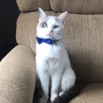 Theodore - @theodore_the_most_handsome_boy - Instagram