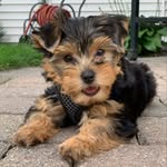 Theodore Cutestuff - @theodore.handsome - Instagram