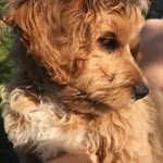 Teddy - Toy Cavapoo - @theodorehartley - Instagram