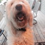 Theodore Hayes - @theodoreable_the_yeti - Instagram