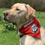 THEODORE HAYES - @theohayes_theyellowlab - Instagram