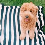 Theodore Hayes Dent - @theodorethedoodle4 - Instagram