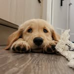 Theodore Paddington Hays - @mr.teddygrams - Instagram