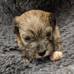Theodore Henderson - @theodore_teddy_adventures - Instagram