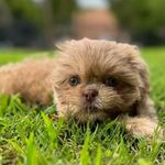 Theodore Herman - @littleteddybarks - Instagram
