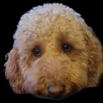 Theodore Herman-Bond - @teddybeargoldenboy - Instagram