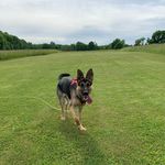 Theodore Herman Pepperds - @gsd.thepepperdshepherd - Instagram