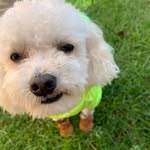 Theodore Hernández - @theo.canelo - Instagram