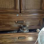 Theodore Hernandez - @theodore_the_cat_15 - Instagram