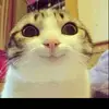 Theodore Hernandez  - @weirdokitty3.14 - TikTok