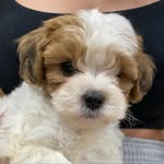 Theo 🐶👅 - @theodore.hertel - Instagram