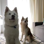 Theodore  & Merida - @theodore_huskysiberiano - Instagram