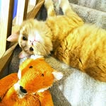 Theodore Hubbard Meowgi - @themeowgi - Instagram