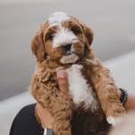Theodore Cooper Jacobs - @thankyoutheodore - Instagram