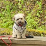 Roscoe Theodore Jenkins Lampert - @roscoeteddy - Instagram