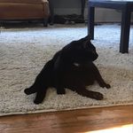 Theo the Cat - @theodore_jenkins_ - Instagram