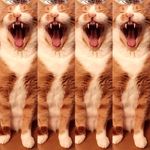 Theodore Boppins Jenkins - @theodoreboppins - Instagram