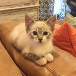 Theodore Jenkins - @teddythecatster - Instagram