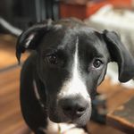 Theodore Jenkins - @theodore_the_dogg - Instagram