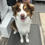 Theodore Jenkins S. - @teddyjenkins_theaussie - Instagram