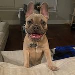 Theodore Jenkins Wiley 🤎 - @thatfrenchieteddie - Instagram