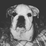 Theodore Jenkins Winslow - @teddy_thebully - Instagram