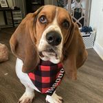 Theodore (Theo) Allen Kaplan - @theo_the_basset - Instagram