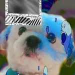 Theodore Kendrick Andrews - @tedd_the_pup - Instagram