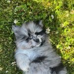 Theodore R. Kent, Esq. - @mynameismarmalade - Instagram