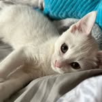 Duke Theodore - @duketheodorekhan - Instagram