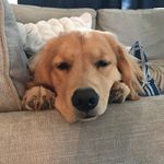 Theodore Koch - @_kingtheodore_ - Instagram