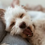 Carmel Theodore Kopp - @carmiebythesea - Instagram