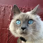 Theodore Laurence - @theodore.laurence - Instagram