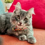 Theodore Lauriekins / Teddy - @theodorelauriekins - Instagram
