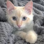 Theodore D. Lauer - @theo.theflamepoint - Instagram