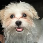 RIPLEY THEODORE MAHAN - @ripley_the_malshi - Instagram