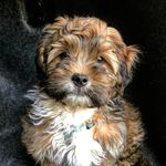 Theodore Malcolm Ribgy III - @itheodoreyou_ - Instagram