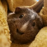 Theodore & Max - @theo_max_theguineapigs - Instagram