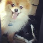 Theodore & Max - @teddy2themax - Instagram