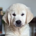 Theodore Maximus "Theo" 🐾🐾 | Golden Retriever Dog - @sir.theodore.maximus - Instagram